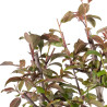 Malus floribunda - B4857