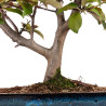 Malus floribunda - B4857