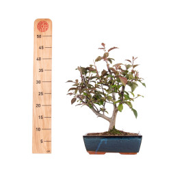 Malus floribunda - B4857