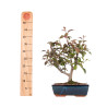 Malus floribunda - B4857