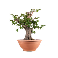 Carpinus betulus - B4058