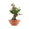 Carpinus betulus - B4058