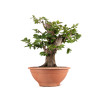 Carpinus betulus - B4058