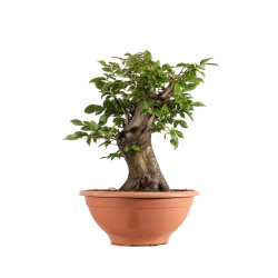 Carpinus betulus - B4058