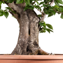 Carpinus betulus - B4058