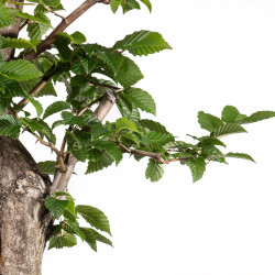 Carpinus betulus - B4058