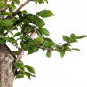 Carpinus betulus - B4058
