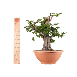 Carpinus betulus - B4058