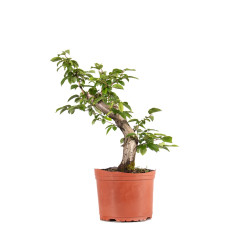 Carpinus betulus - B4877