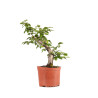 Carpinus betulus - B4877