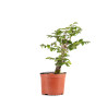 Carpinus betulus - B4877