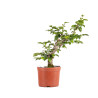 Carpinus betulus - B4877