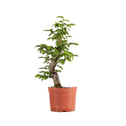 Carpinus betulus - B4877
