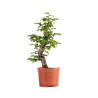 Carpinus betulus - B4877