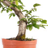 Carpinus betulus - B4877