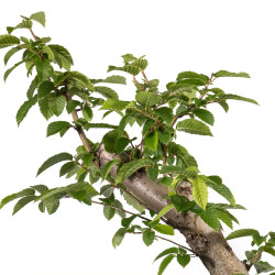 Carpinus betulus - B4877