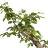 Carpinus betulus - B4877