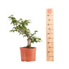 Carpinus betulus - B4877