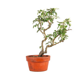 Rosa spp. - B4923