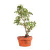Rosa spp. - B4923