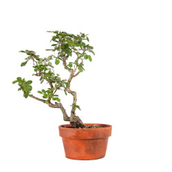 Rosa spp. - B4923