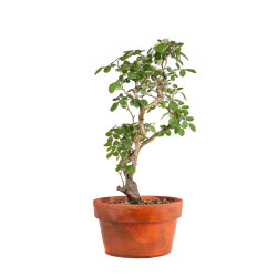 Rosa spp. - B4923
