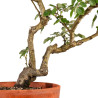 Rosa spp. - B4923