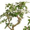 Rosa spp. - B4923