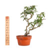 Rosa spp. - B4923