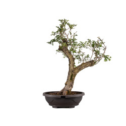 Crataegus monogyna - B4934