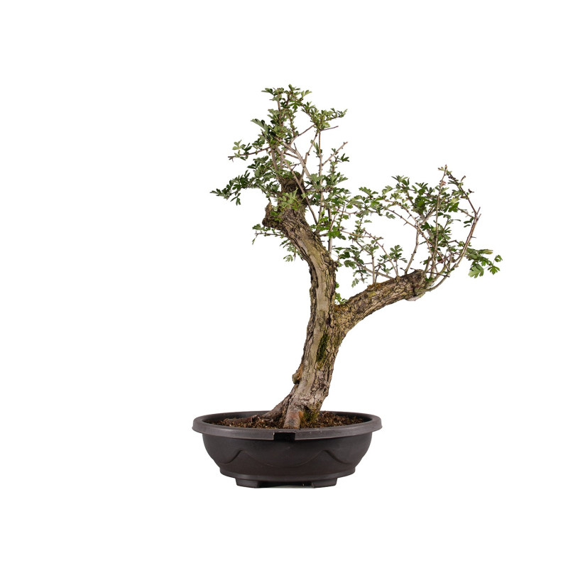 Crataegus monogyna - B4934