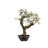 Crataegus monogyna - B4934