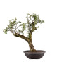 Crataegus monogyna - B4934