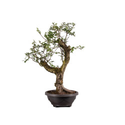 Crataegus monogyna - B4934