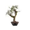 Crataegus monogyna - B4934