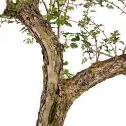 Crataegus monogyna - B4934