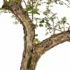 Crataegus monogyna - B4934