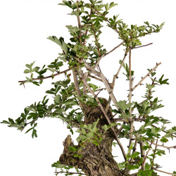 Crataegus monogyna - B4934