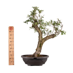 Crataegus monogyna - B4934