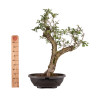 Crataegus monogyna - B4934