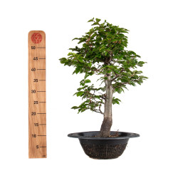 Fagus sylvatica - B4935