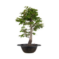 Fagus sylvatica - B4935
