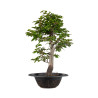 Fagus sylvatica - B4935