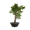 Fagus sylvatica - B4935