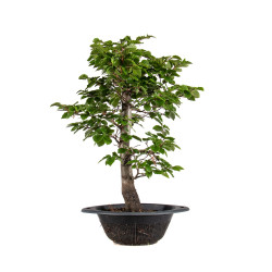 Fagus sylvatica - B4935