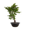 Fagus sylvatica - B4935