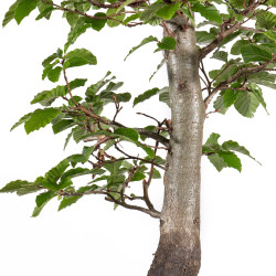 Fagus sylvatica - B4935