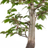 Fagus sylvatica - B4935