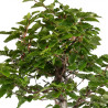 Fagus sylvatica - B4935
