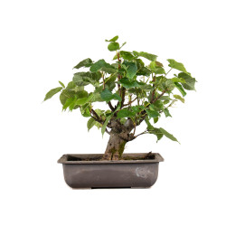 Tilia cordata - B4954